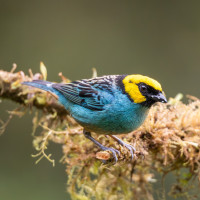 Saffron-crowned Tanager